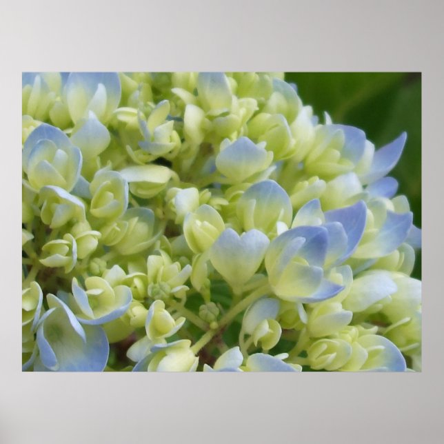 Hydrangea Print Poster (Vorne)