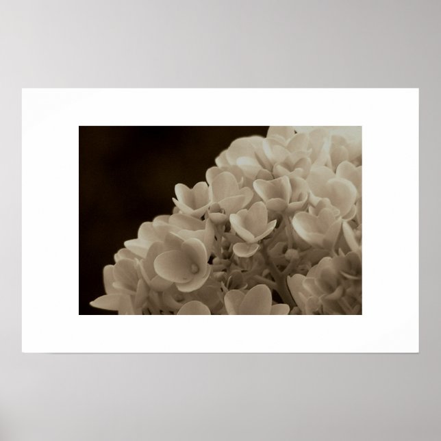 Hydrangea - Print Poster (Vorne)