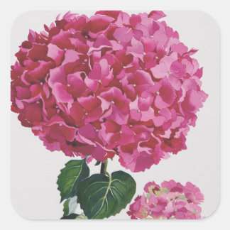Hydrangea Quadratischer Aufkleber