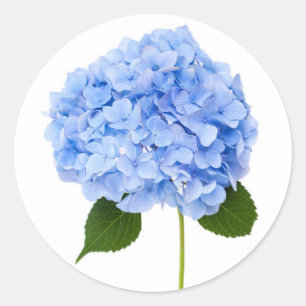 Hydrangea Runder Aufkleber