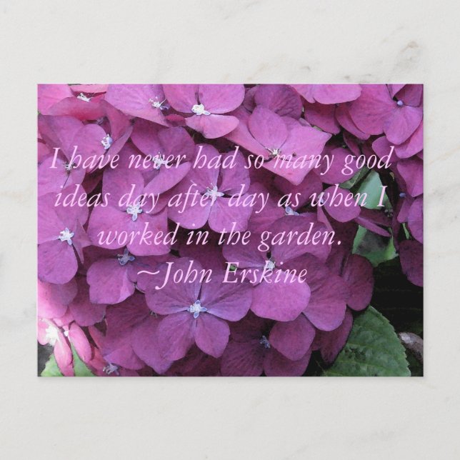 Hydrangea und Gartenangebot Postkarte (Vorderseite)