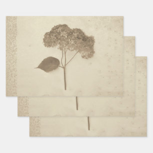 Hydrangea Vintag Antique Sepia Rustikale Flora Geschenkpapier Set