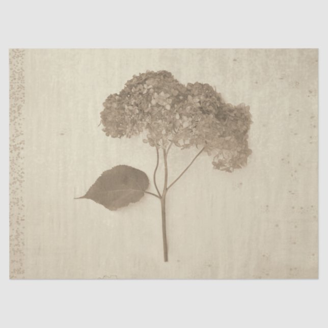 Hydrangea Vintag Antique Sepia Rustikale Flora Seidenpapier (Vorderseite)