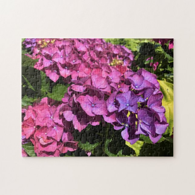 Hydrangeas (Horizontal)
