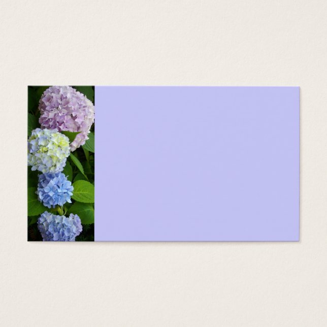 Hydrangeas (Vorderseite)