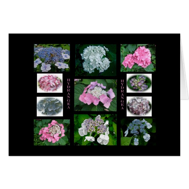 Hydrangeas auf Parade (Vorderseite (Horizontal))
