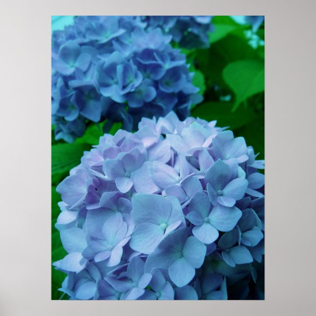 Hydrangeas {blau} | Poster (Vorne)