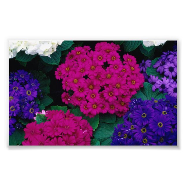 HYDRANGEAS DARK PINK PURPLES BLUME SCHÖNHEIT NATUR FOTODRUCK (Vorne)