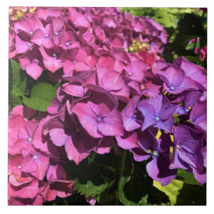 Hydrangeas Fliese