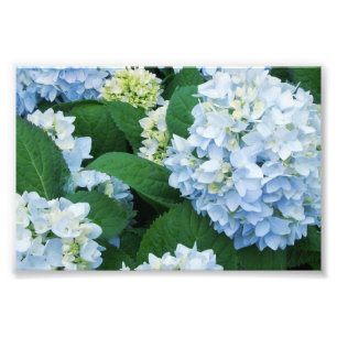 Hydrangeas Foto Print