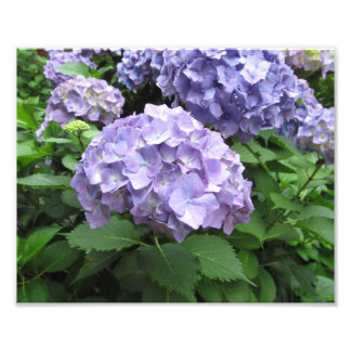 Hydrangeas im Trebah Gardens, Cornwall Fotodruck