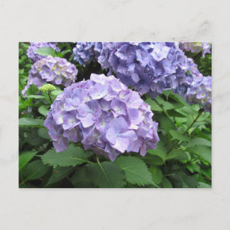Hydrangeas im Trebah Gardens, Cornwall Postkarte