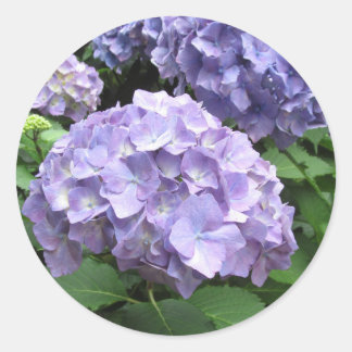 Hydrangeas im Trebah Gardens, Cornwall Runder Aufkleber