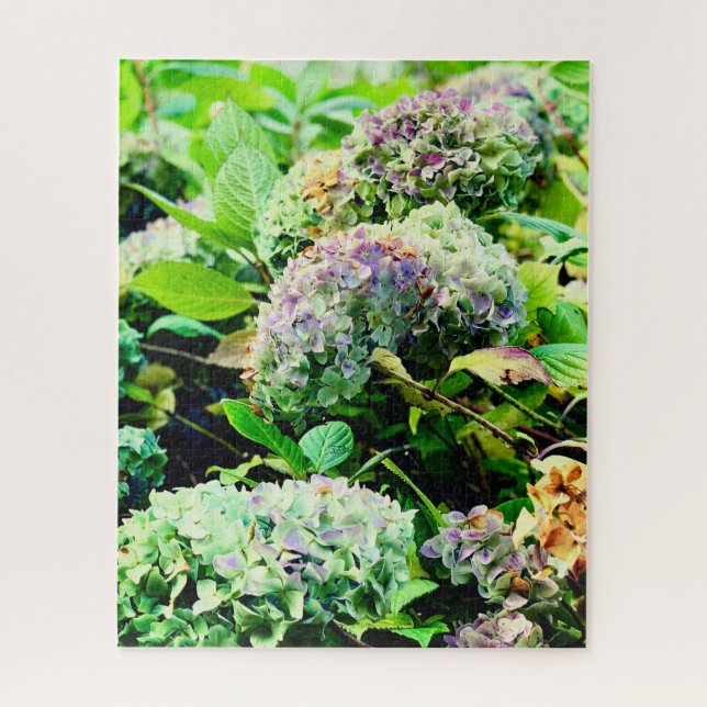 Hydrangeas in Nordirland (Vertikal)