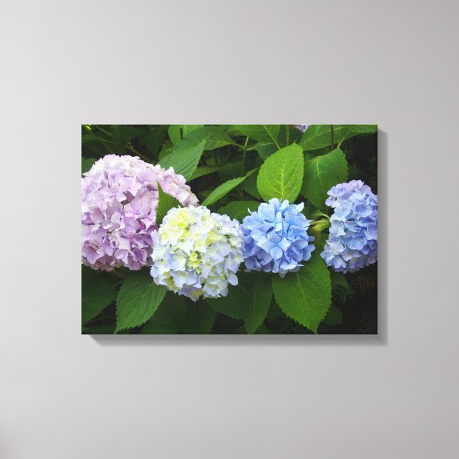 Hydrangeas Leinwanddruck (Vorderseite)