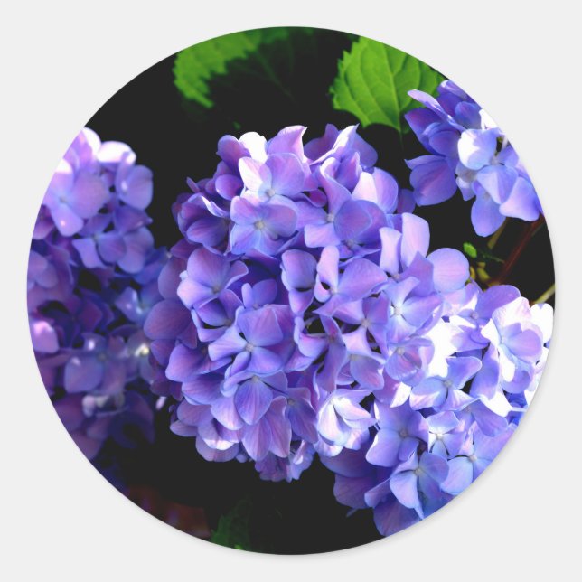 Hydrangeas, lila blauer Blume Runder Aufkleber (Vorderseite)