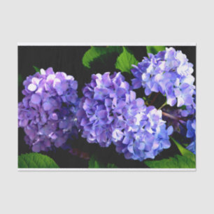 Hydrangeas, lila blauer Blume Seidenpapier