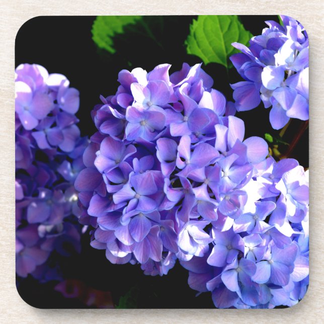Hydrangeas, lila blauer Blume Untersetzer (Vorderseite)