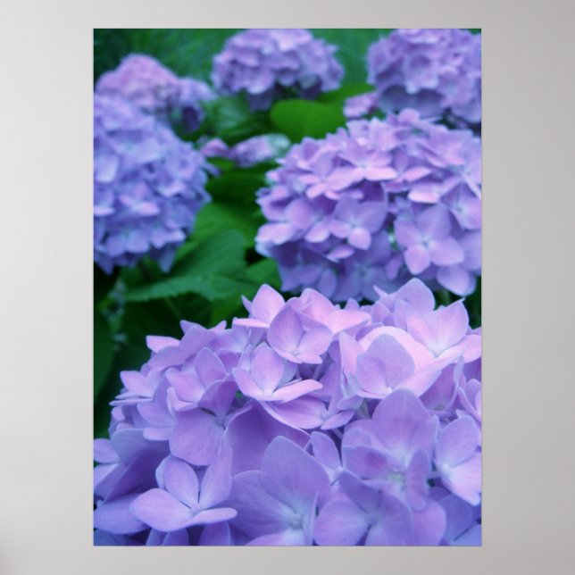Hydrangeas {Lila} | Poster (Vorne)