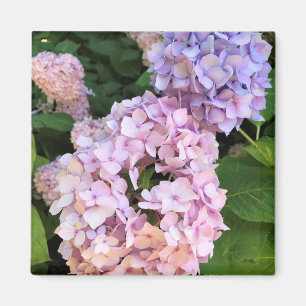 Hydrangeas Magnet