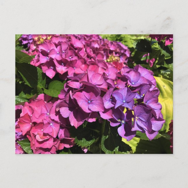 Hydrangeas Postkarte (Vorderseite)