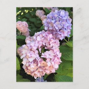 Hydrangeas Postkarte