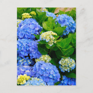 Hydrangeas Postkarte