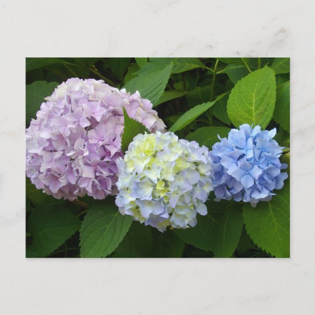 Hydrangeas Postkarte (Vorderseite)