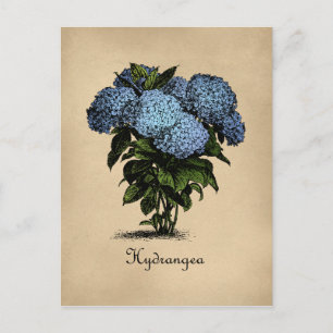 Hydrangeas Vintag botanisch Postkarte