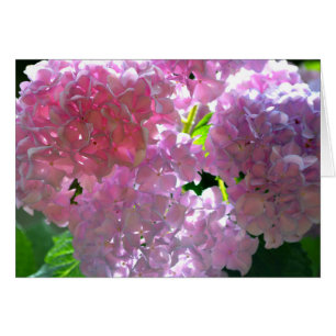 Hydrangées roses rayonnantes, fleurs roses