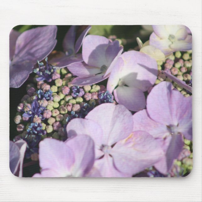 Hydrangia sur tapis de souris (Devant)