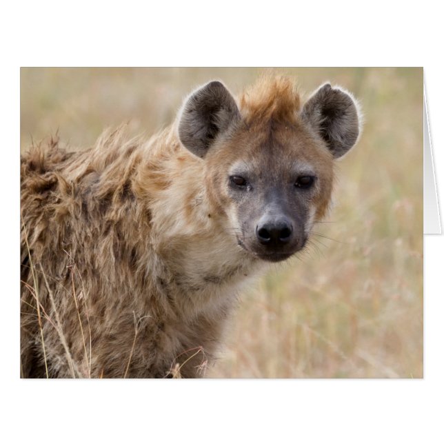 Hyena (Devant horizontal)