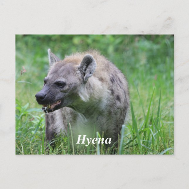 Hyena in Grass Postkarte (Vorderseite)