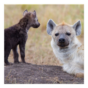 Hyena mit einer jungen poster