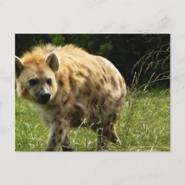 Hyena Postcard Postkarte (Vorderseite)
