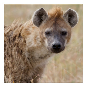 Hyena Poster