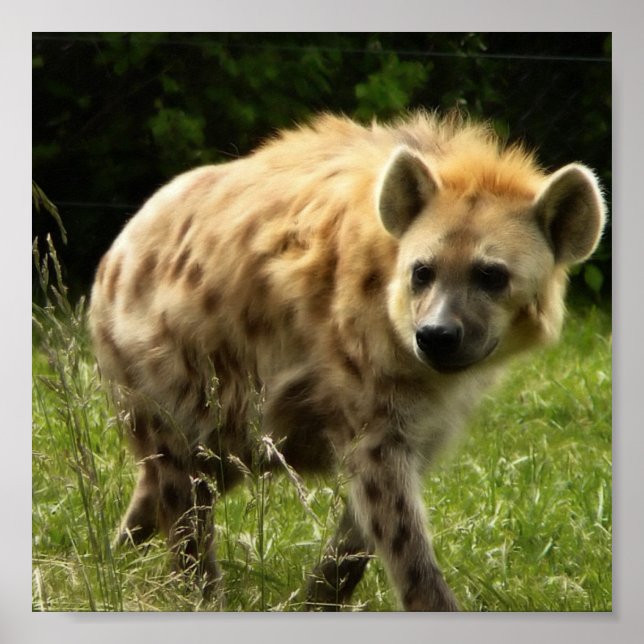 Hyena Poster Print (Vorne)
