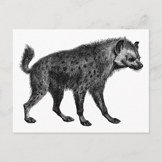 Hyena Postkarte (Vorderseite)