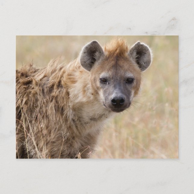 Hyena Postkarte (Vorderseite)