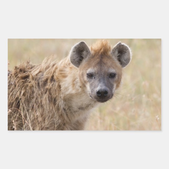 Hyena Rechteckiger Aufkleber (Vorderseite)