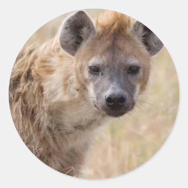Hyena Runder Aufkleber (Vorderseite)
