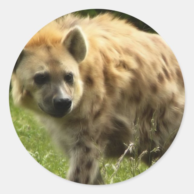Hyena Sticker (Vorderseite)