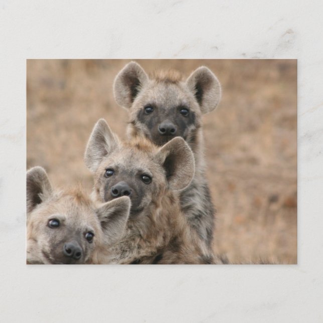 Hyenas Postcard Postkarte (Vorderseite)