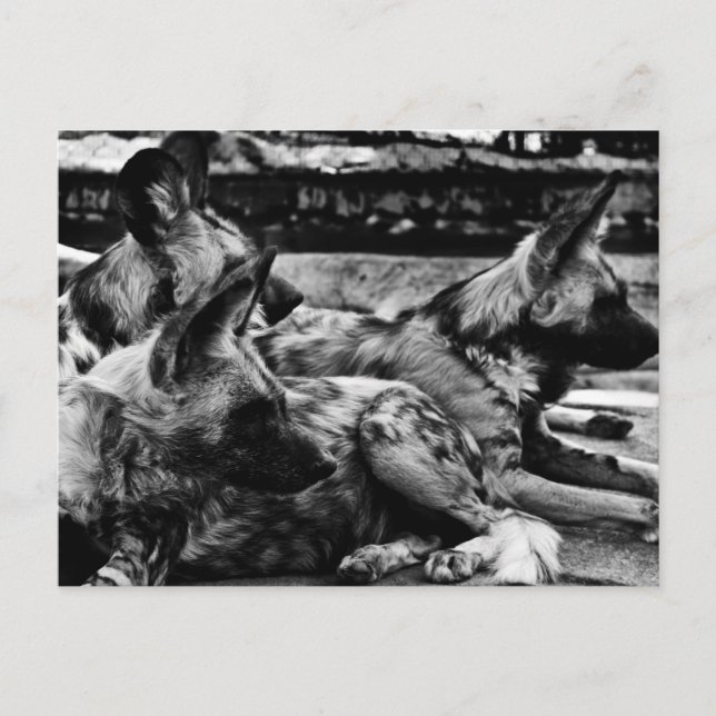 Hyenas Postkarte (Vorderseite)