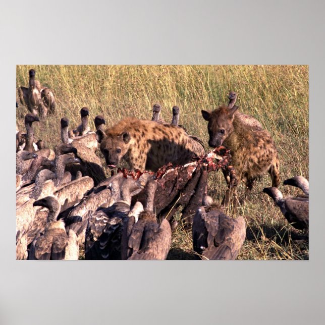 Hyena's prey with vultures poster (Vorne)
