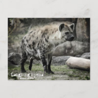 hyène riant : Carte postale