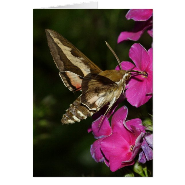 Hyles gallii (Vorne)