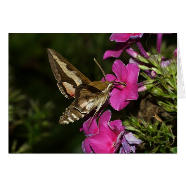 Hyles gallii (Devant horizontal)