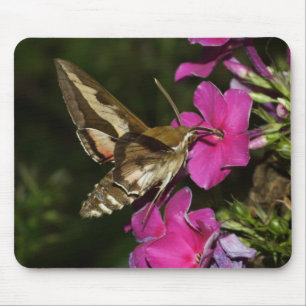 Hyles gallii mousepad