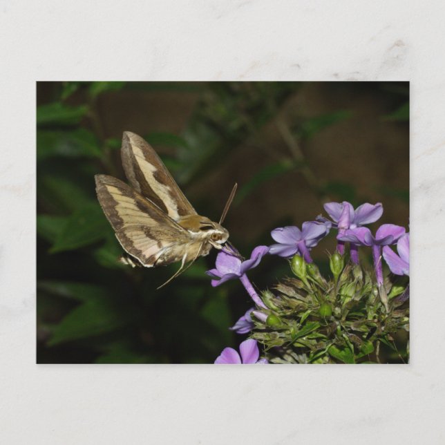 Hyles gallii postkarte (Vorderseite)